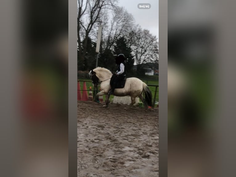 Tinker Wallach 12 Jahre 145 cm Schecke in Berkel en Rodenrijs