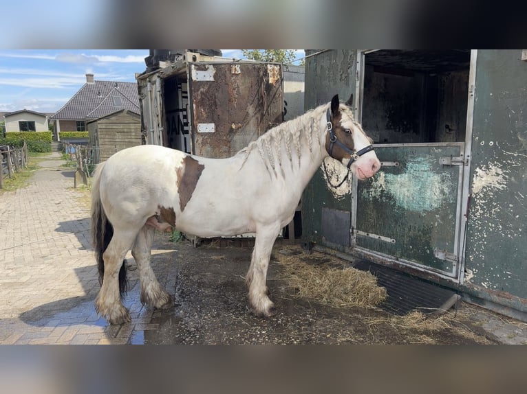 Tinker Wallach 12 Jahre 145 cm Schecke in Berkel en Rodenrijs