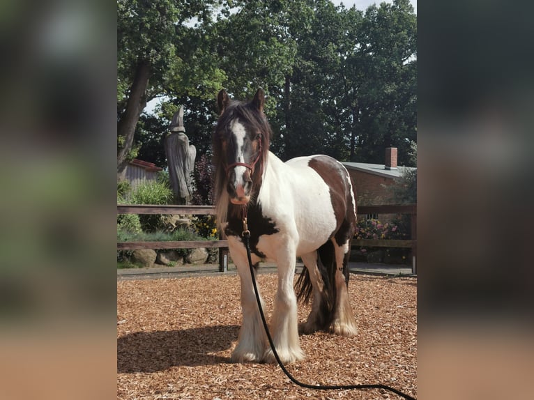 Tinker Wallach 12 Jahre 147 cm Schecke in Hohentengen am Hochrhein
