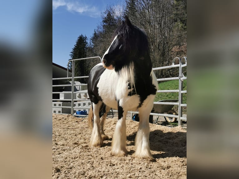 Tinker Wallach 12 Jahre 147 cm Schecke in Hohentengen am Hochrhein