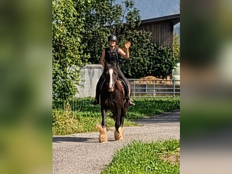 Tinker Wallach 12 Jahre 150 cm Sabino in Kirchbichl