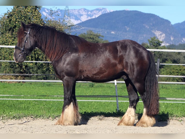 Tinker Wallach 12 Jahre 150 cm Sabino in Kirchbichl