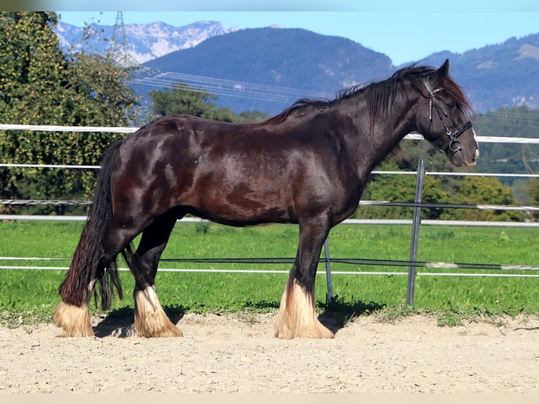 Tinker Wallach 12 Jahre 150 cm Sabino in Kirchbichl