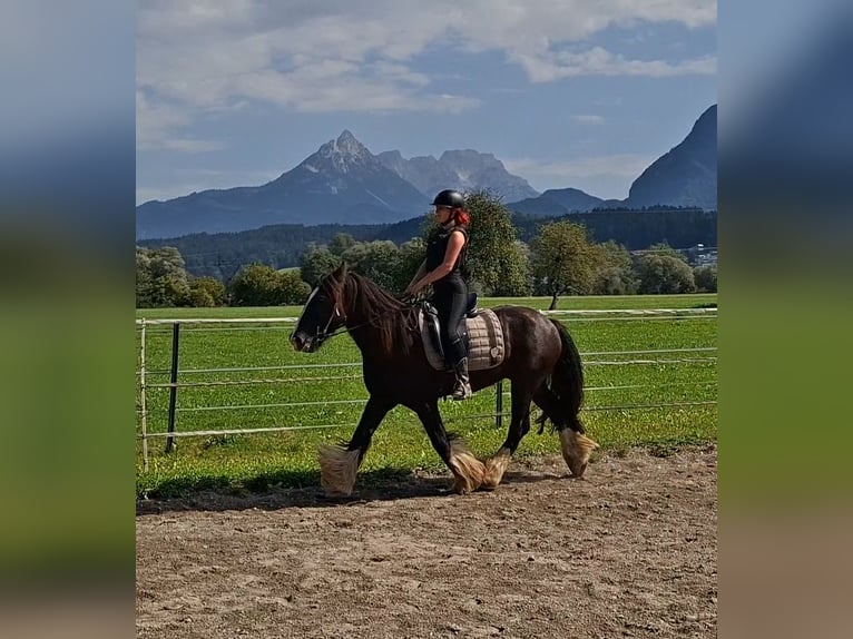 Tinker Wallach 12 Jahre 150 cm Sabino in Kirchbichl