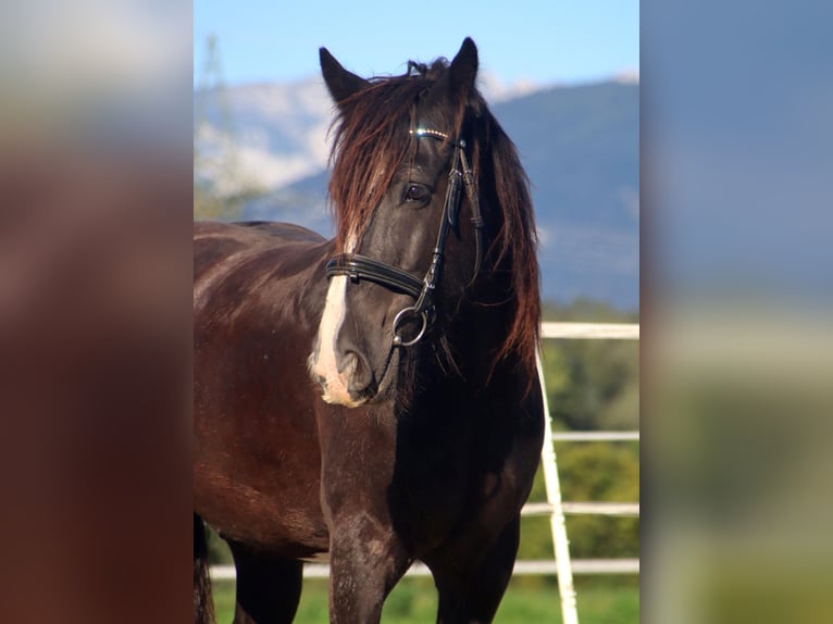 Tinker Wallach 12 Jahre 150 cm Sabino in Kirchbichl