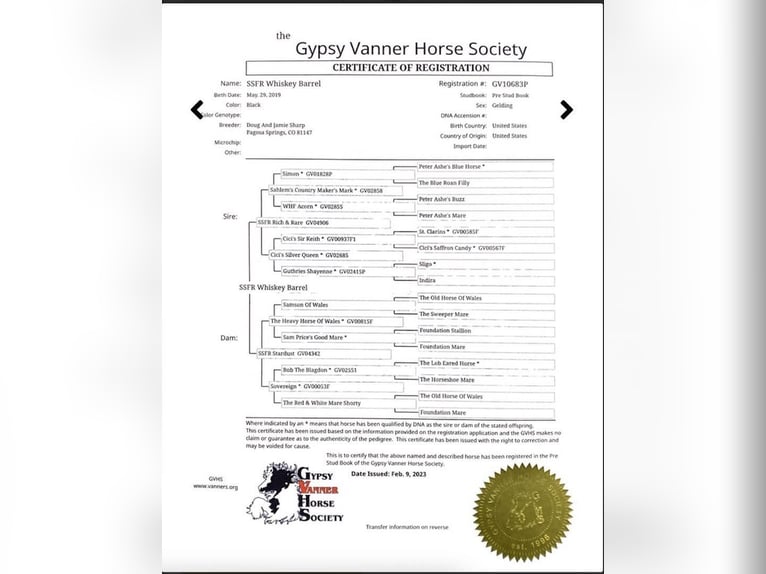 Tinker Wallach 12 Jahre 152 cm Rotbrauner in Chuluota FL