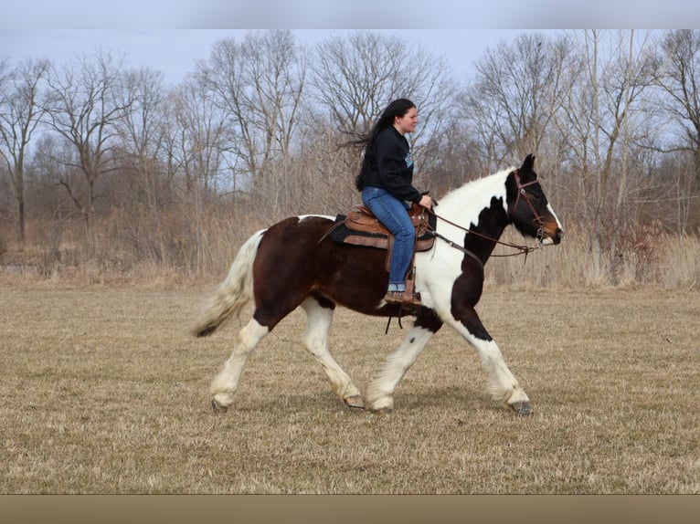 Tinker Wallach 12 Jahre 157 cm Tobiano-alle-Farben in Howell, MI