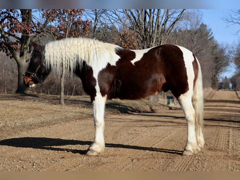 Tinker Wallach 12 Jahre 157 cm Tobiano-alle-Farben in Howell, MI