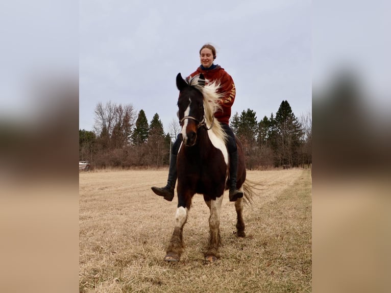 Tinker Wallach 12 Jahre 157 cm Tobiano-alle-Farben in Howell, MI