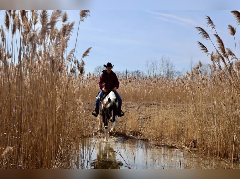 Tinker Wallach 12 Jahre 157 cm Tobiano-alle-Farben in Howell, MI