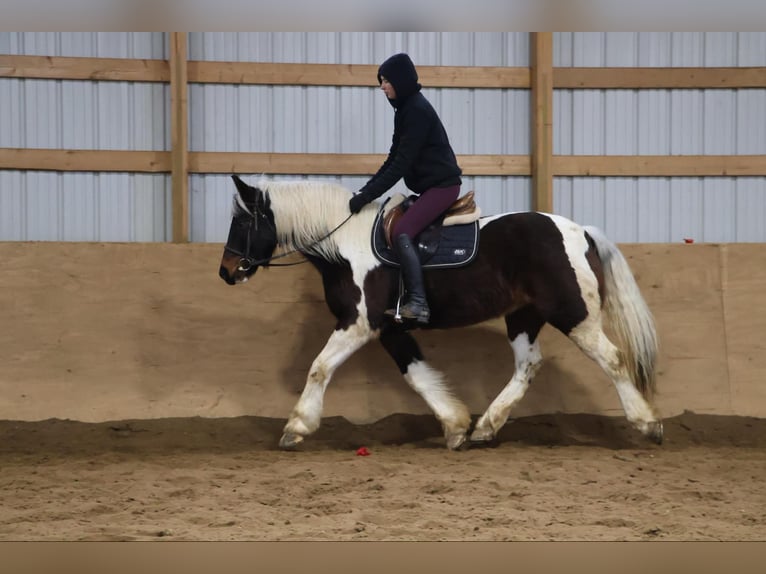 Tinker Wallach 12 Jahre 157 cm Tobiano-alle-Farben in Howell, MI
