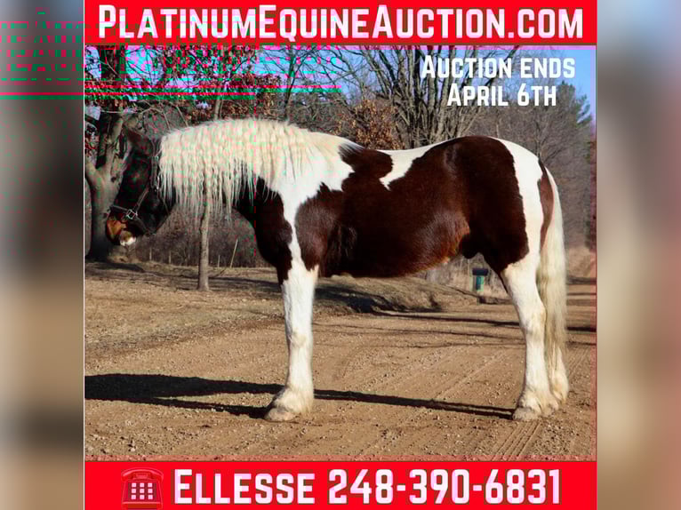 Tinker Wallach 12 Jahre 157 cm Tobiano-alle-Farben in Howell, MI