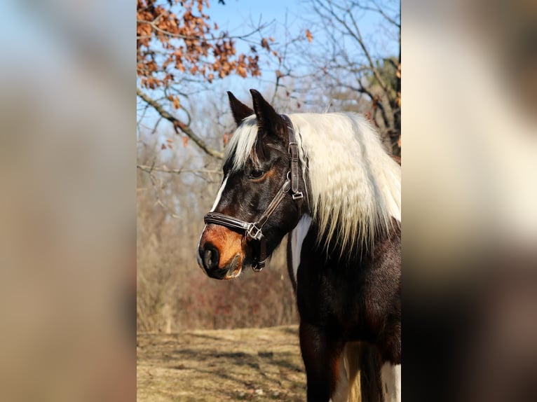 Tinker Wallach 12 Jahre 157 cm Tobiano-alle-Farben in Howell, MI