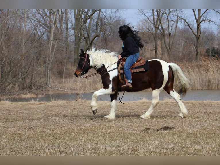 Tinker Wallach 12 Jahre 157 cm Tobiano-alle-Farben in Howell, MI