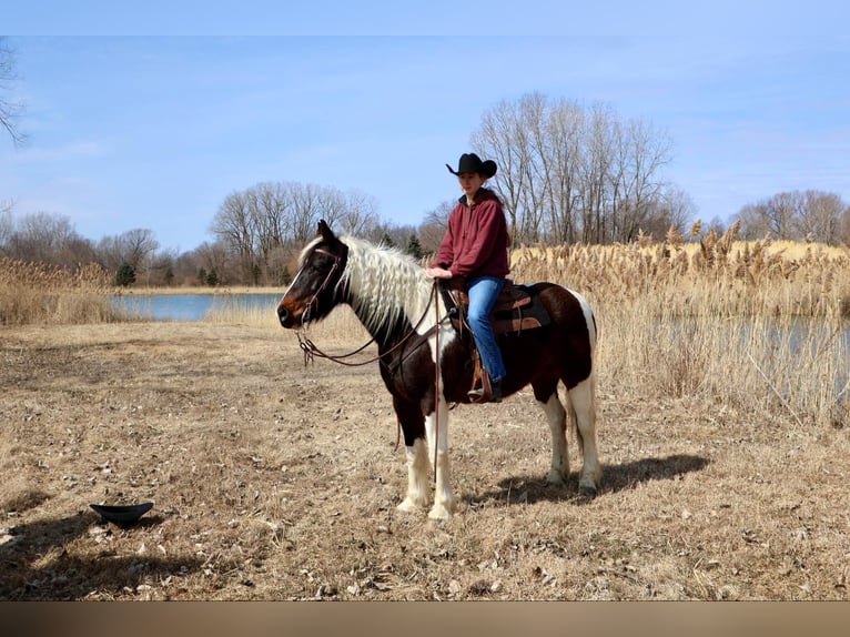 Tinker Wallach 12 Jahre 157 cm Tobiano-alle-Farben in Howell, MI