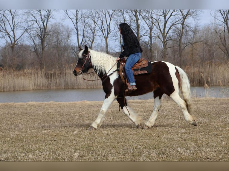 Tinker Wallach 12 Jahre 157 cm Tobiano-alle-Farben in Howell, MI