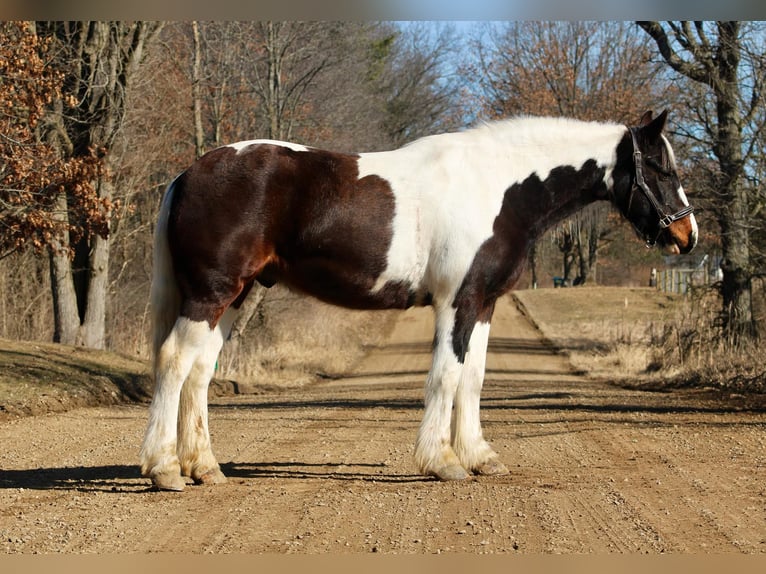 Tinker Wallach 12 Jahre 157 cm Tobiano-alle-Farben in Howell, MI