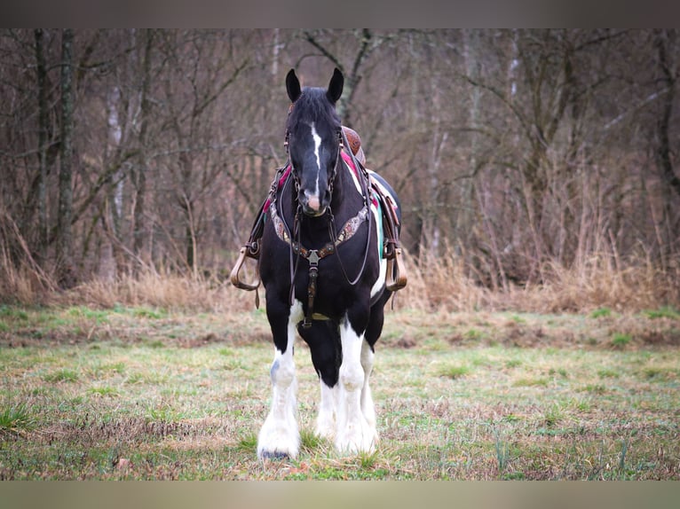 Tinker Wallach 12 Jahre 160 cm Tobiano-alle-Farben in Flemingsburg Ky