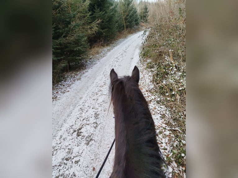 Tinker Wallach 12 Jahre Rappe in Bad Waldsee