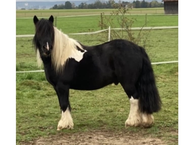 Tinker Wallach 13 Jahre 135 cm Schecke in Lachen