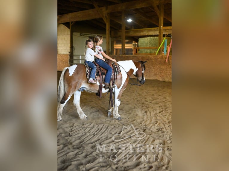 Tinker Mix Wallach 13 Jahre 135 cm Schecke in Orrville