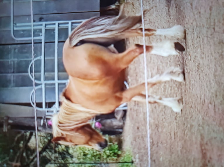 Tinker Mix Wallach 13 Jahre 136 cm Fuchs in Zerbst