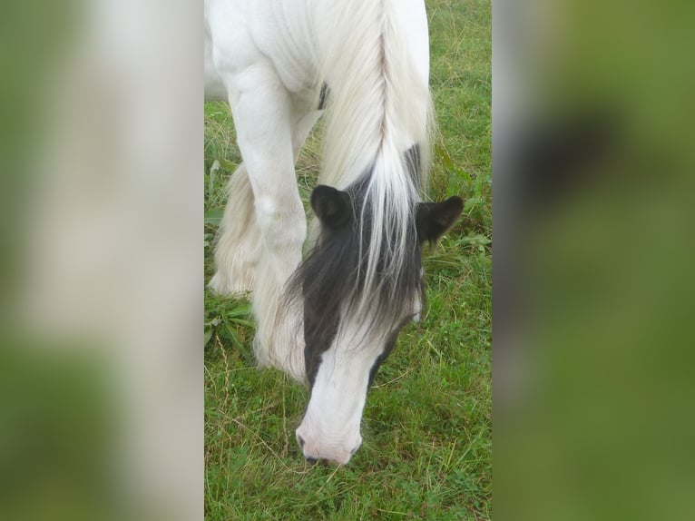 Tinker Wallach 13 Jahre 140 cm Schecke in Butjadingen