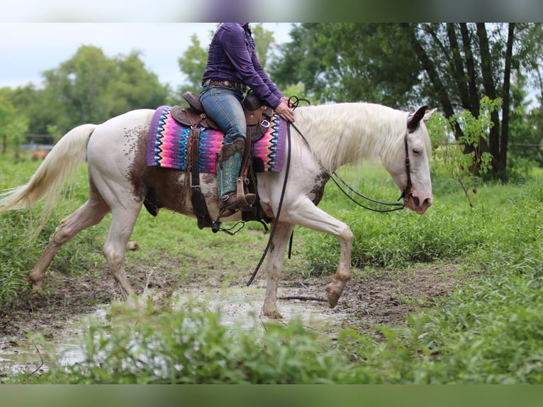 Tinker Mix Wallach 13 Jahre 145 cm Sabino in Athens, TX