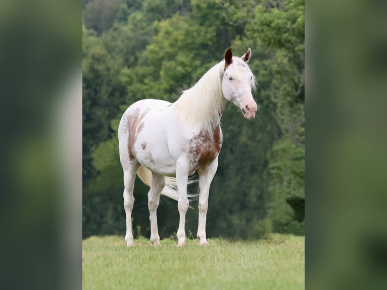 Tinker Mix Wallach 13 Jahre 145 cm Sabino in Athens, TX