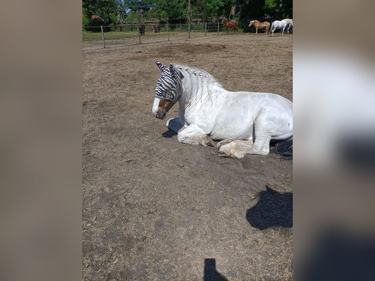Tinker Wallach 13 Jahre 145 cm Schecke in Berkel en Rodenrijs
