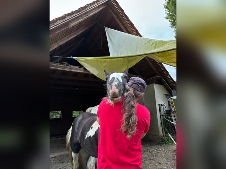 Tinker Wallach 13 Jahre 148 cm Schecke in Pichla bei St.Veit