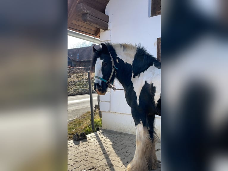 Tinker Wallach 13 Jahre 148 cm Schecke in Pichla bei St.Veit
