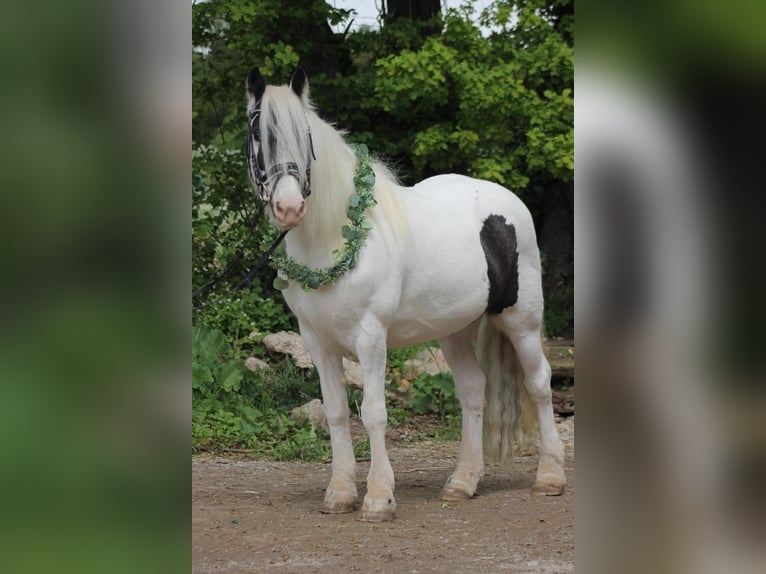 Tinker Wallach 13 Jahre 150 cm  in Straubenhardt