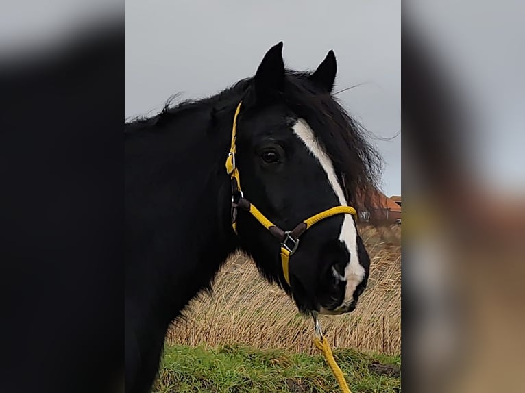 Tinker Wallach 13 Jahre 150 cm Rappe in Esens