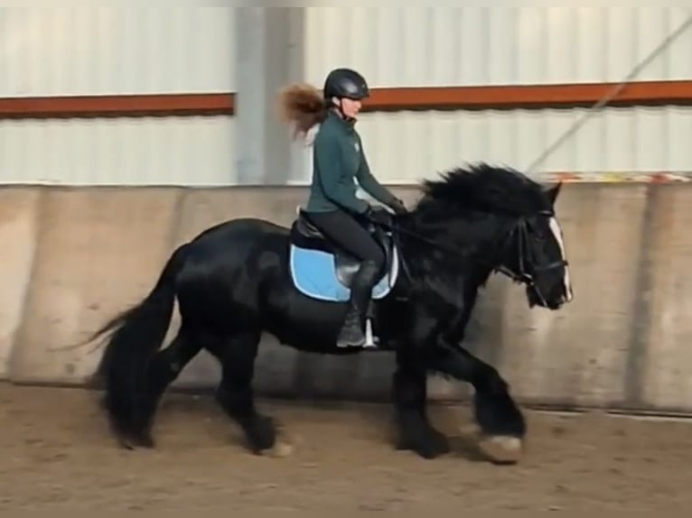 Tinker Wallach 13 Jahre 150 cm Rappe in Esens