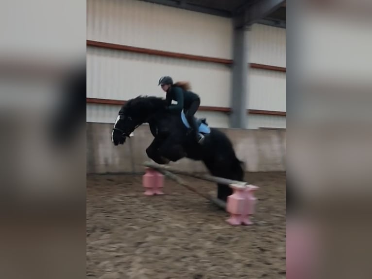 Tinker Wallach 13 Jahre 150 cm Rappe in Esens