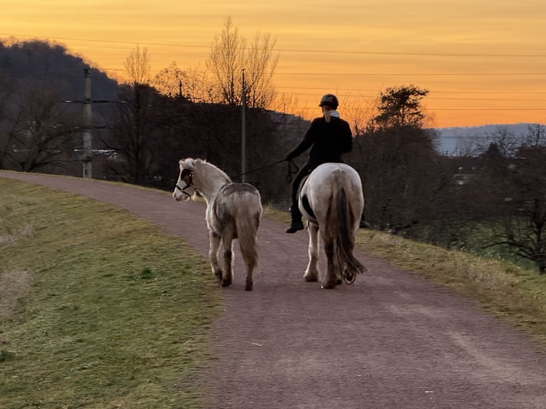 Tinker Wallach 13 Jahre 150 cm Schecke in Schopfheim
