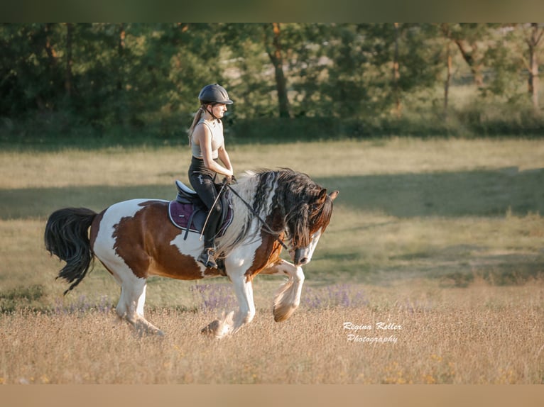 Tinker Mix Wallach 13 Jahre 150 cm Schecke in Werneck