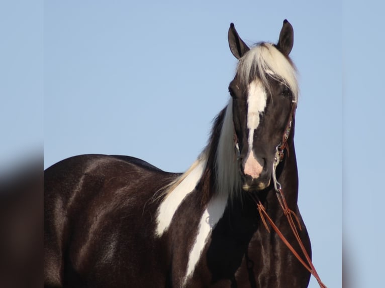 Tinker Wallach 13 Jahre 152 cm Tobiano-alle-Farben in Brodhead KY