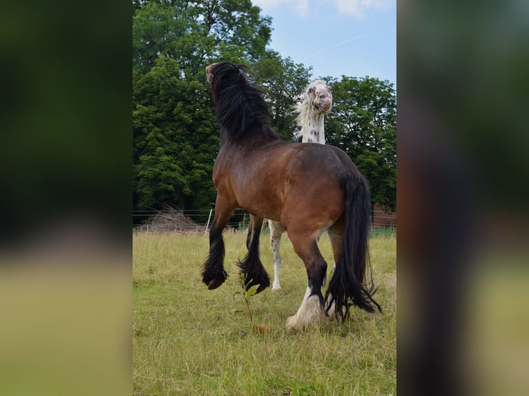 Tinker Wallach 13 Jahre 158 cm Brauner in Bad Iburg