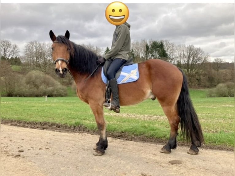 Tinker Mix Wallach 13 Jahre 163 cm Brauner in Thalhausen