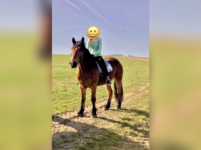 Tinker Mix Wallach 13 Jahre 163 cm Brauner in Thalhausen