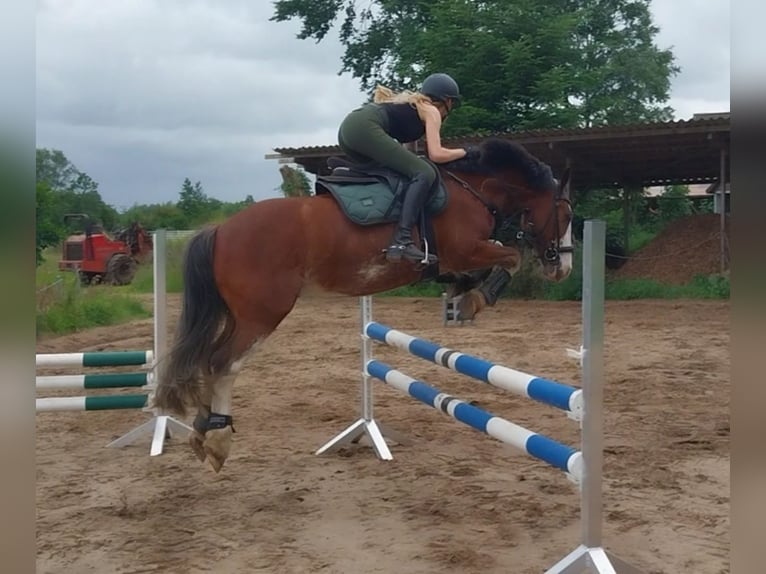 Tinker Wallach 14 Jahre 140 cm Brauner in Bordelum