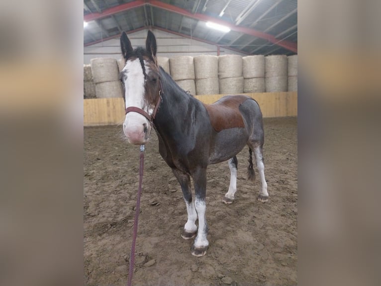 Tinker Wallach 14 Jahre 140 cm Brauner in Bordelum