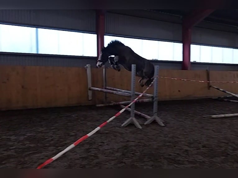 Tinker Wallach 14 Jahre 140 cm Brauner in Bordelum