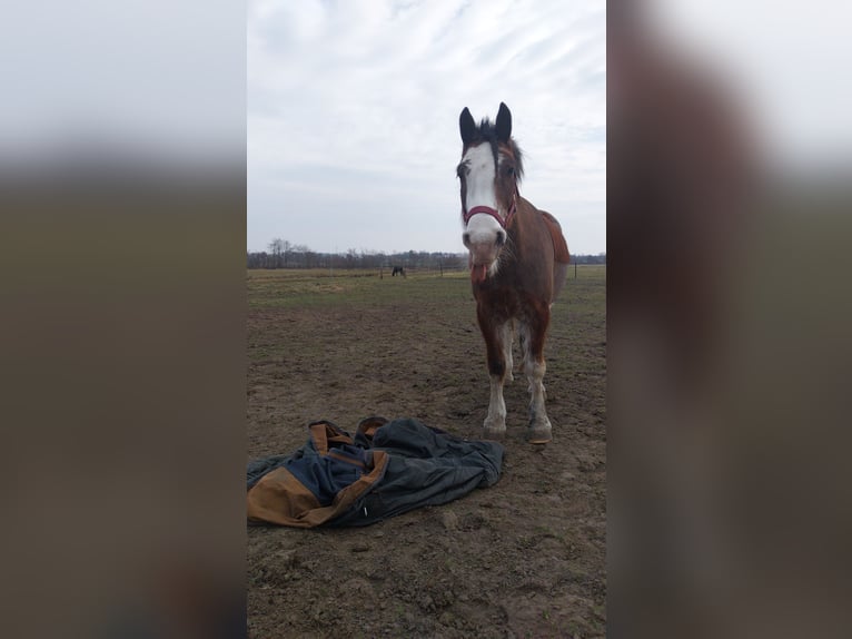 Tinker Wallach 14 Jahre 140 cm Brauner in Bordelum