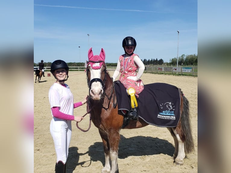 Tinker Wallach 14 Jahre 140 cm Brauner in Bordelum