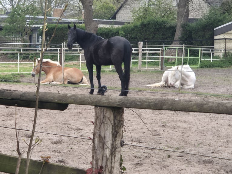 Tinker Wallach 14 Jahre 140 cm Cremello in Bremen