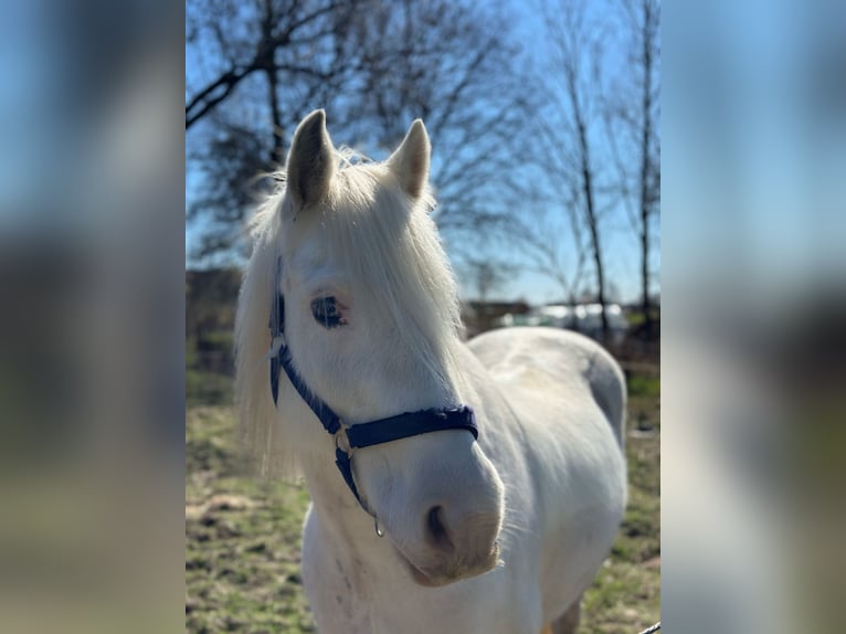 Tinker Wallach 14 Jahre 140 cm Cremello in Bremen