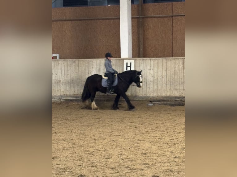 Tinker Wallach 14 Jahre 140 cm  in Asten